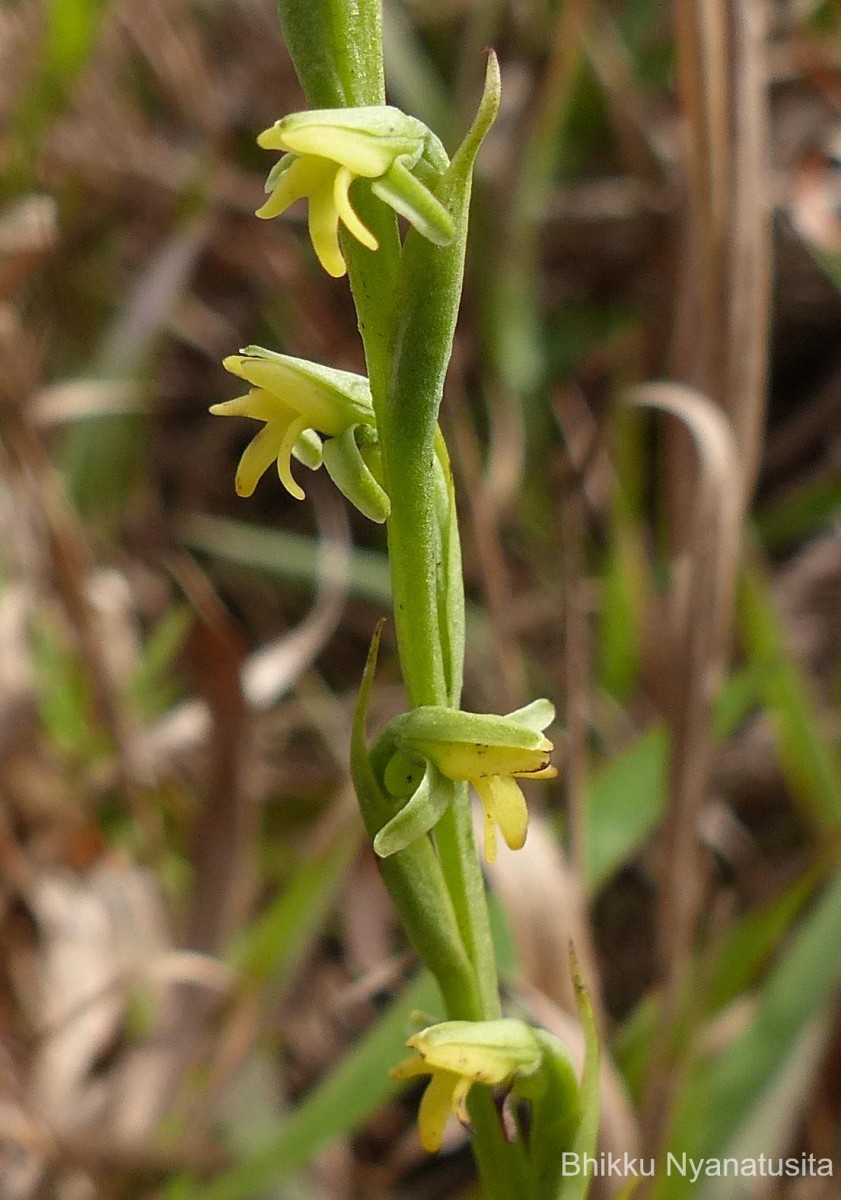 Peristylus spiralis A.Rich.